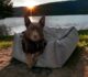 Drovers Dog Swag - Dog Bed