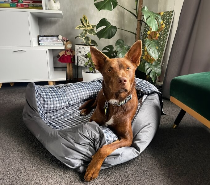 Dog Setting
