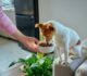 Natural Dog Treats